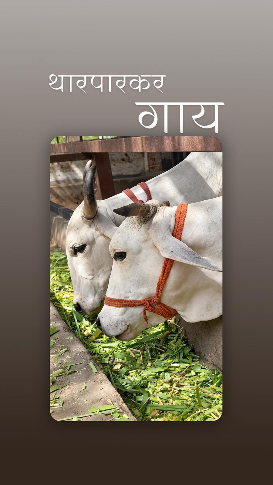 Rohida Farm